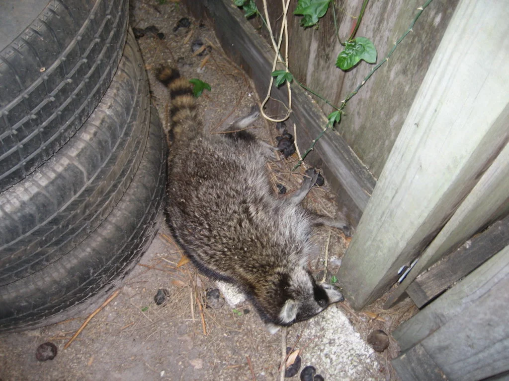 dead raccoons on properties