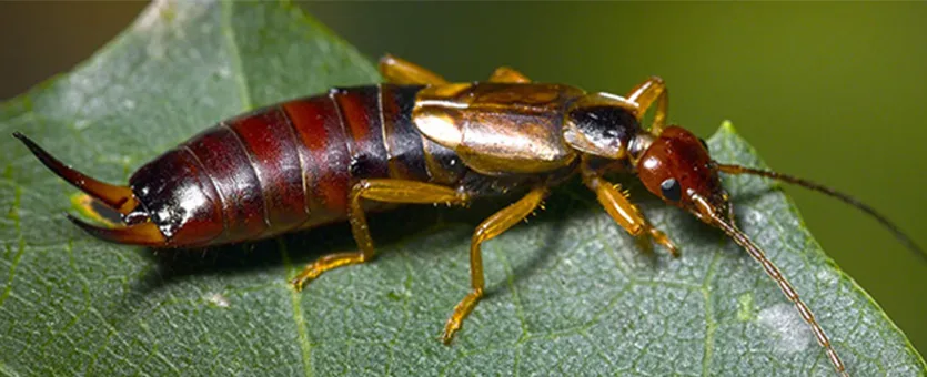 Earwigs 2