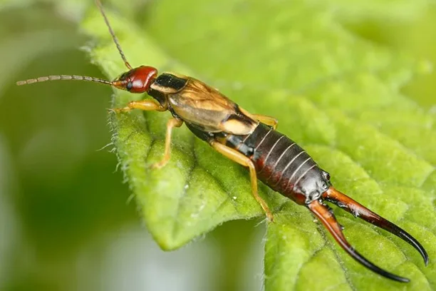 earwigs 2