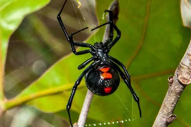 spider