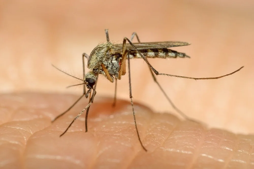 entreating mosquito bites