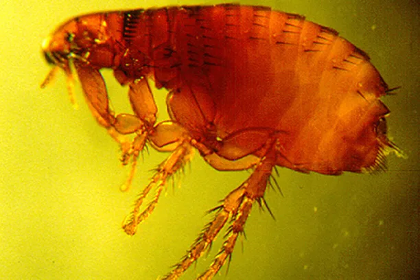 fleas