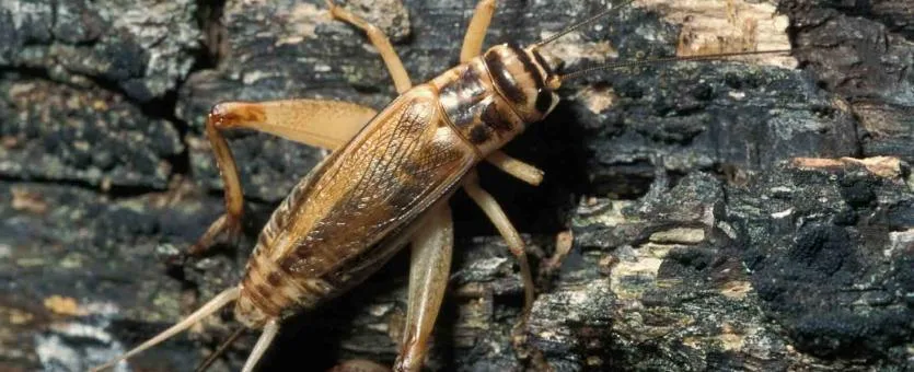 house cricket