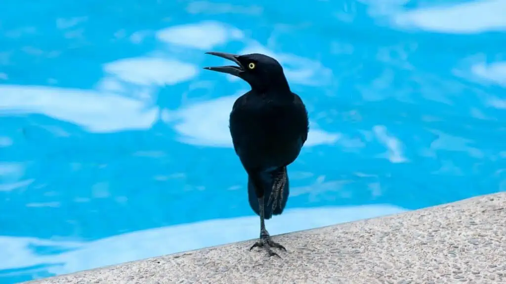  Birds Are Attracted to Pools