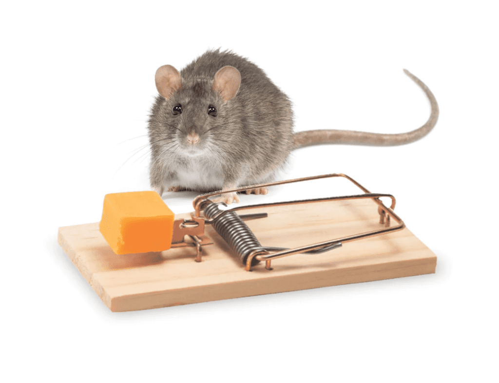 What is the Best Bait for a Rat Trap?