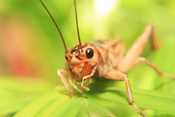 cricket