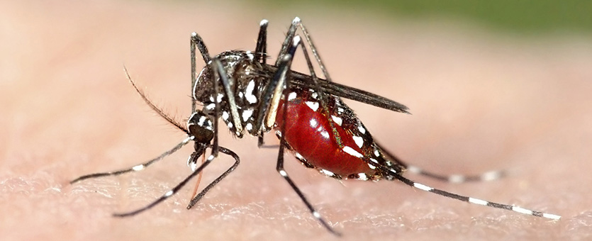 mosquito 1140x640