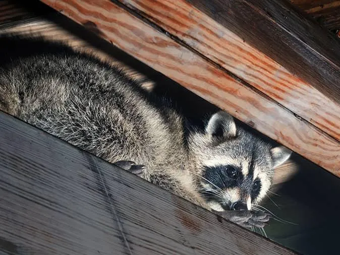raccoon in the roof