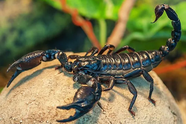 scorpion beaumont