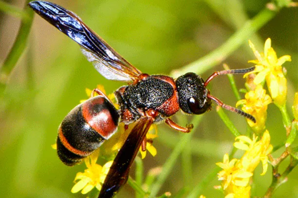 wasp