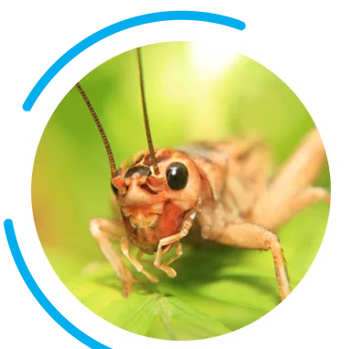 Hero Crickets
