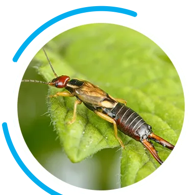 Hero Earwigs