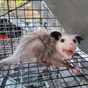 Opossum in cage