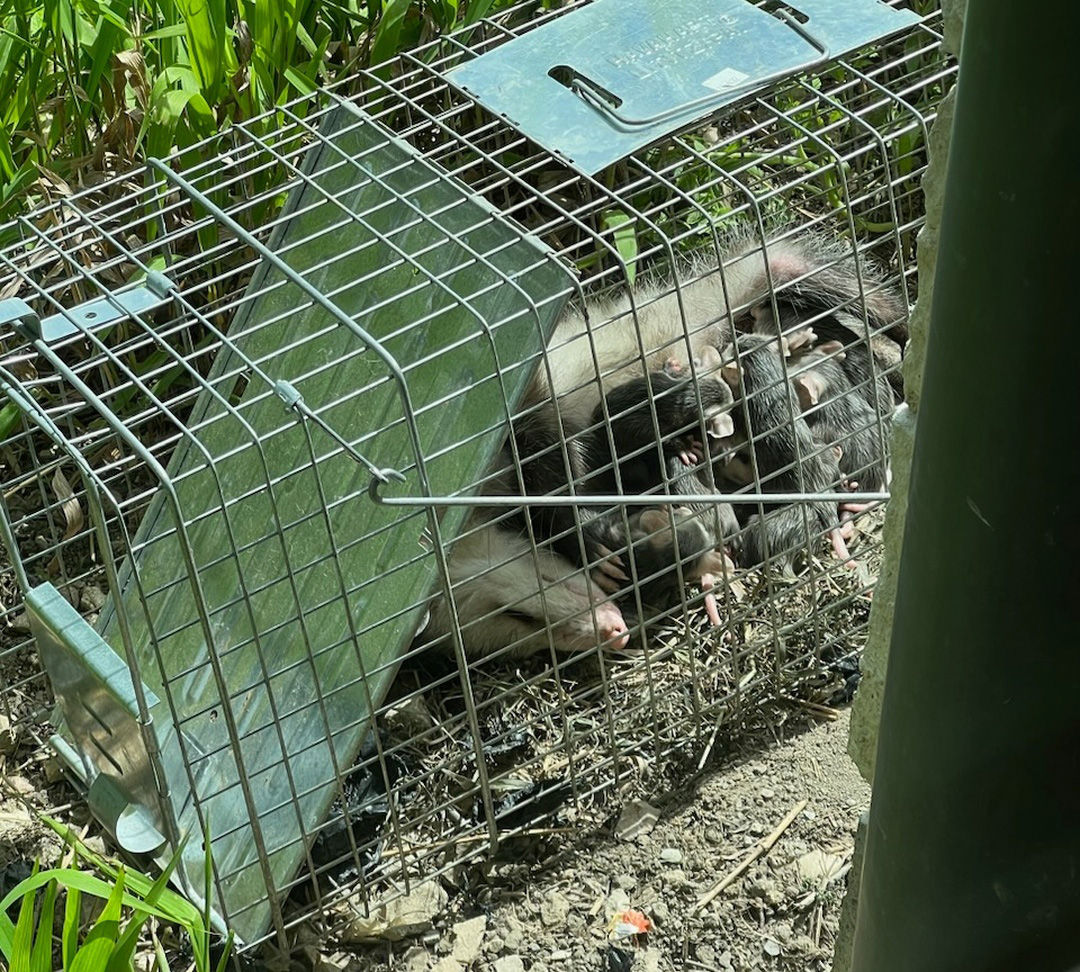 Opossum mom trapped with babies
