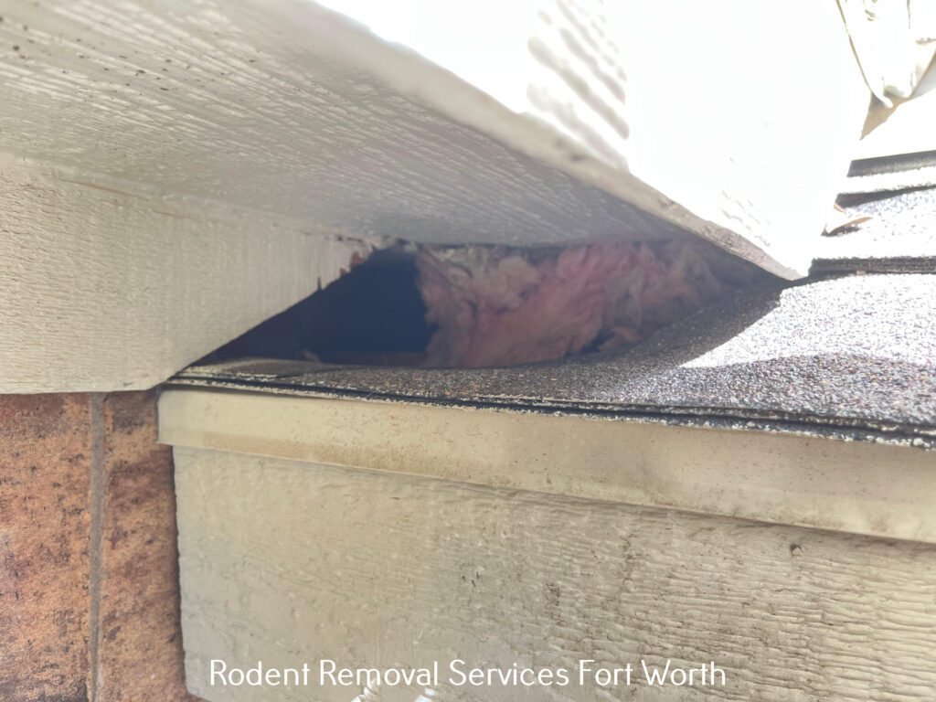 Rodent Removal Services Fort Worth 5