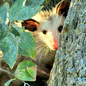 opossum behind a tree