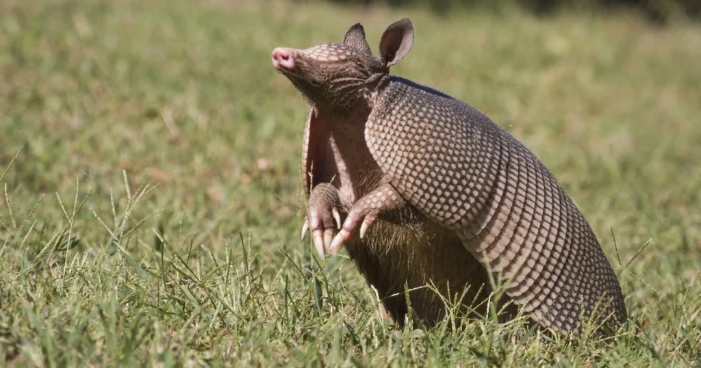 can you have a pet armadillo