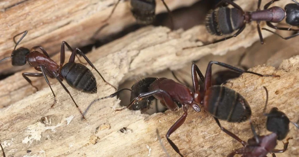 understanding carpenter ants