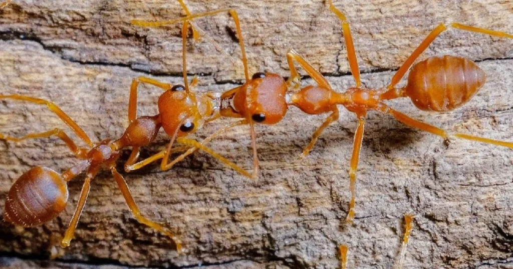 how to get rid of small red ants