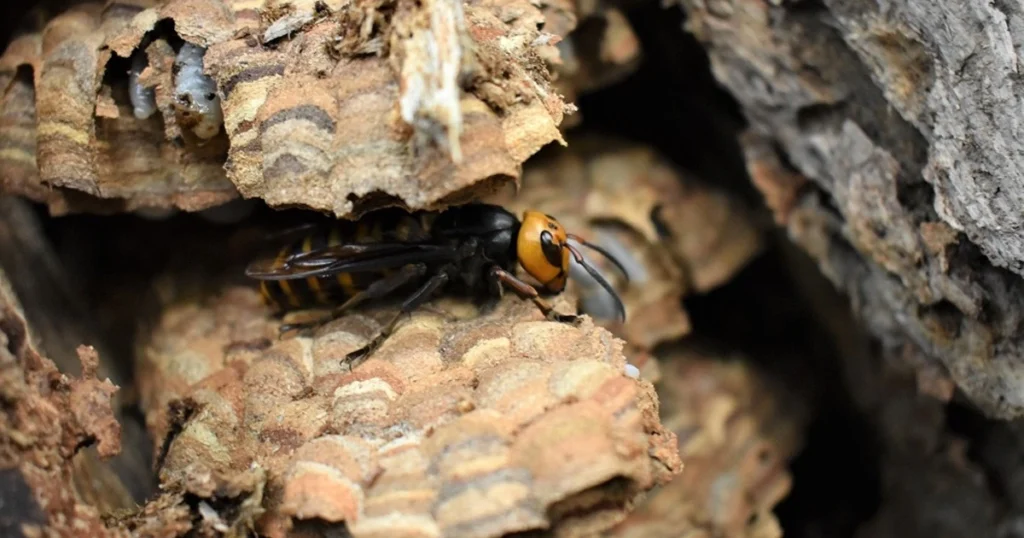 types of wasps