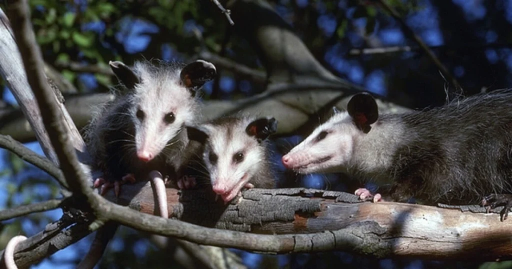 north american opossum sounds