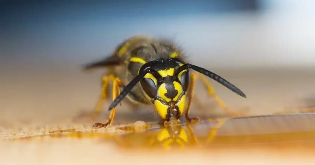 how to get rid of wasps with vinegar
