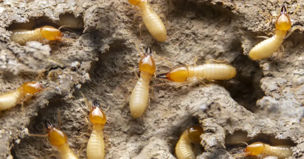 how to treat termites in walls
