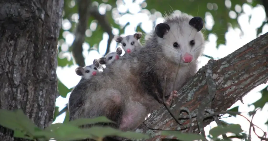 opossum spiritual meaning