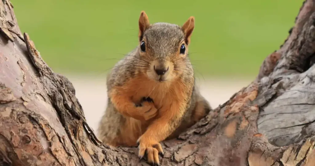 what do squirrels sound like