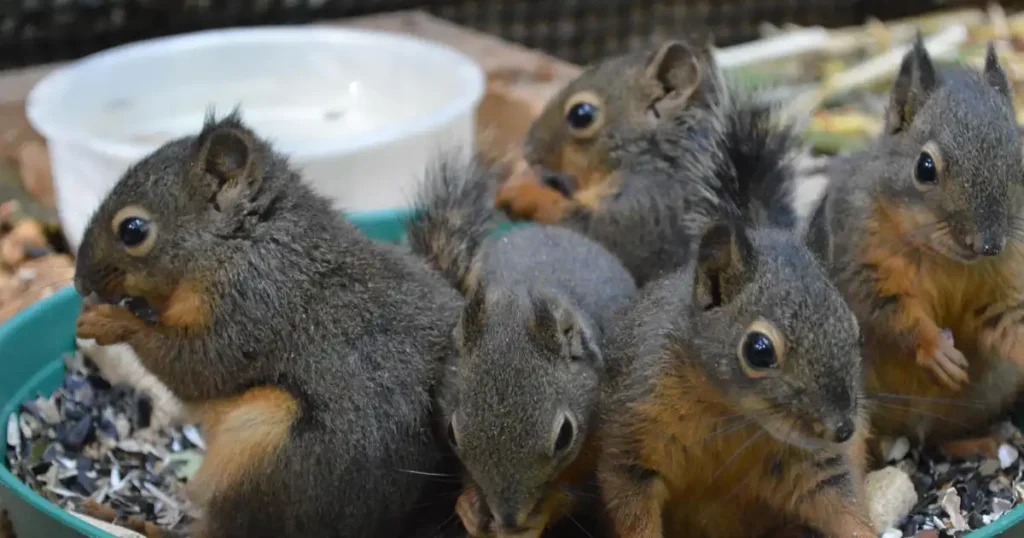 what do you call a group of squirrels