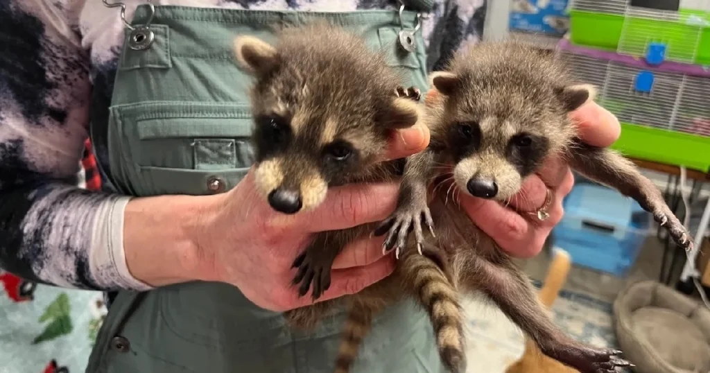 when are baby raccoons born