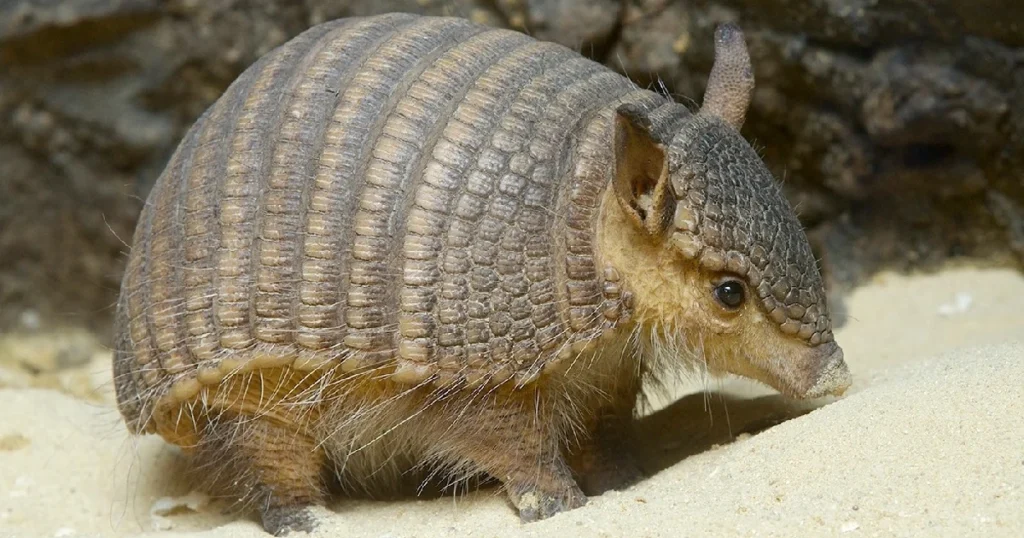 can you own an armadillo