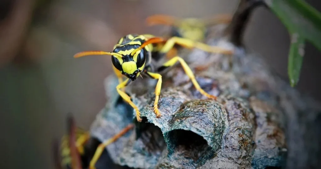 prevention against wasps