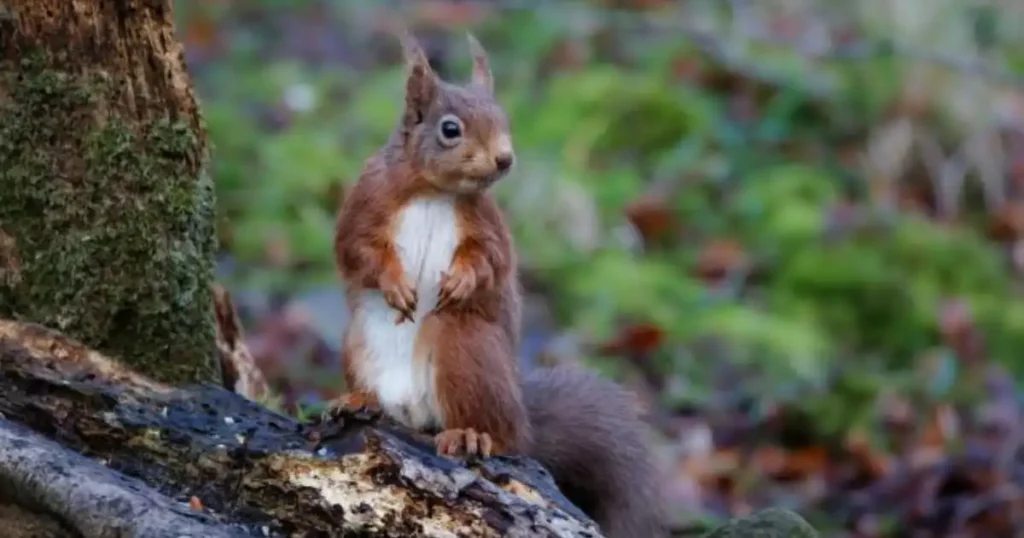 how many squirrels are in the world