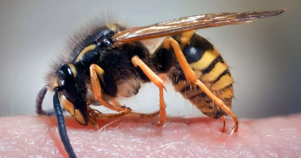 muscle and joint pain after wasp sting