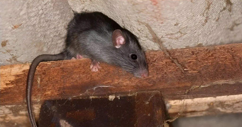 Removing rats from attic professionaly