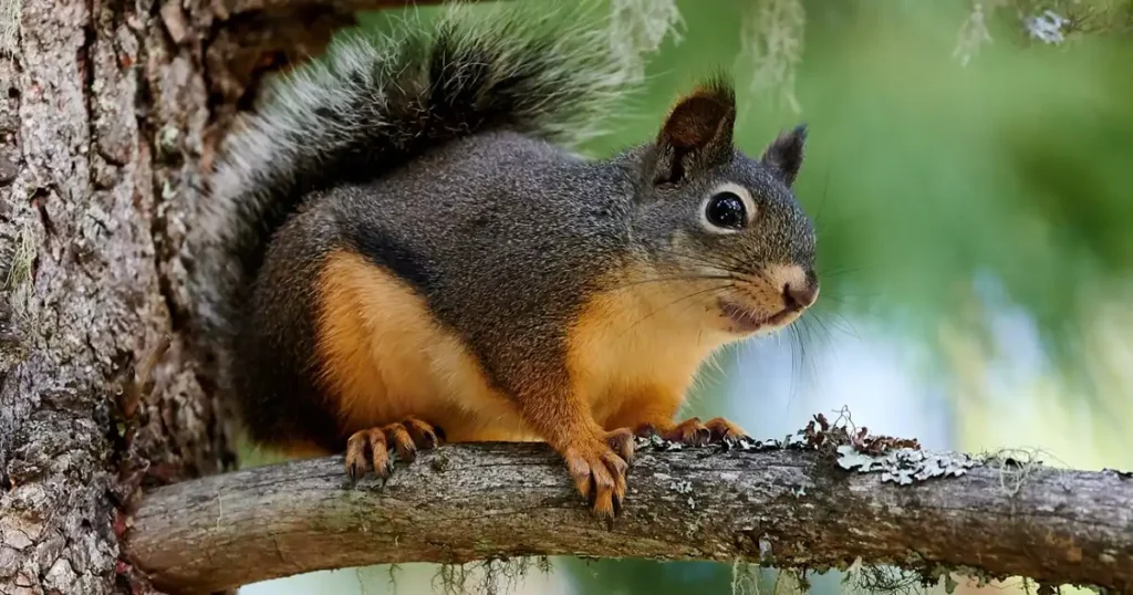 what sound do squirrels make
