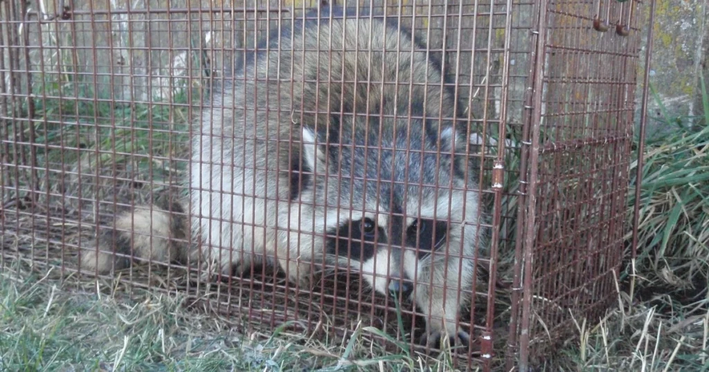 traps for raccoons