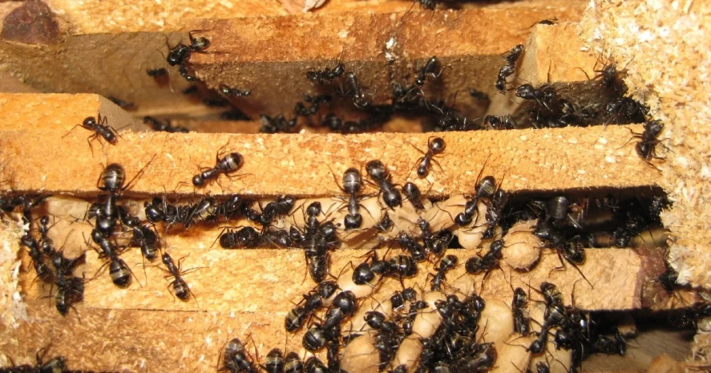 carpenter ants chewing wood