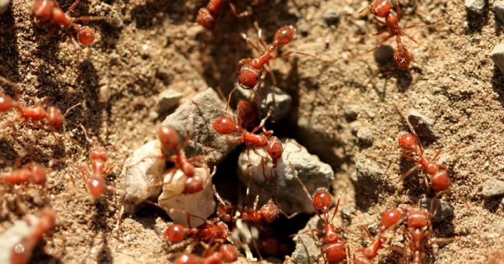 how to get rid of red ants in the garden