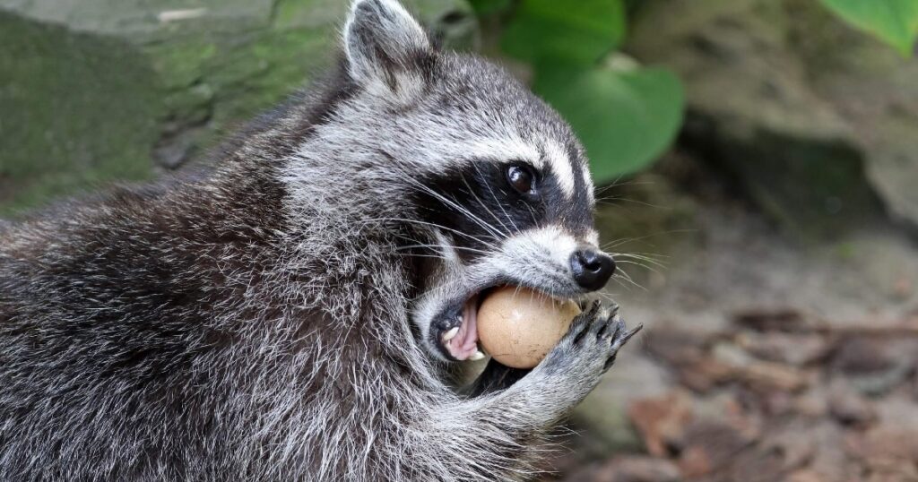 raccoon eating chicken eggs
