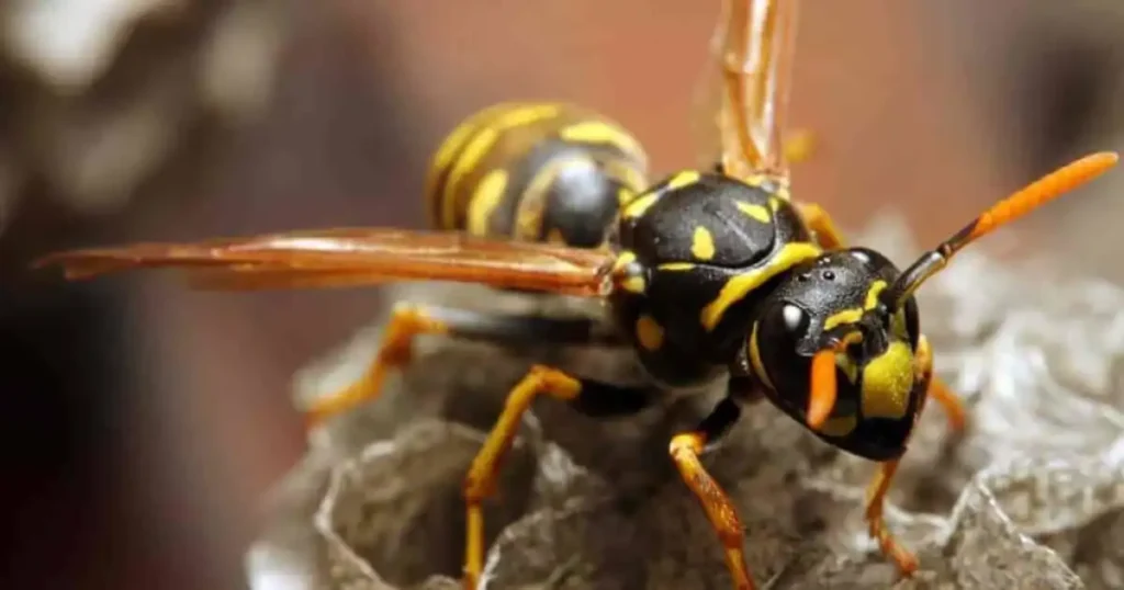 household items that kill wasps