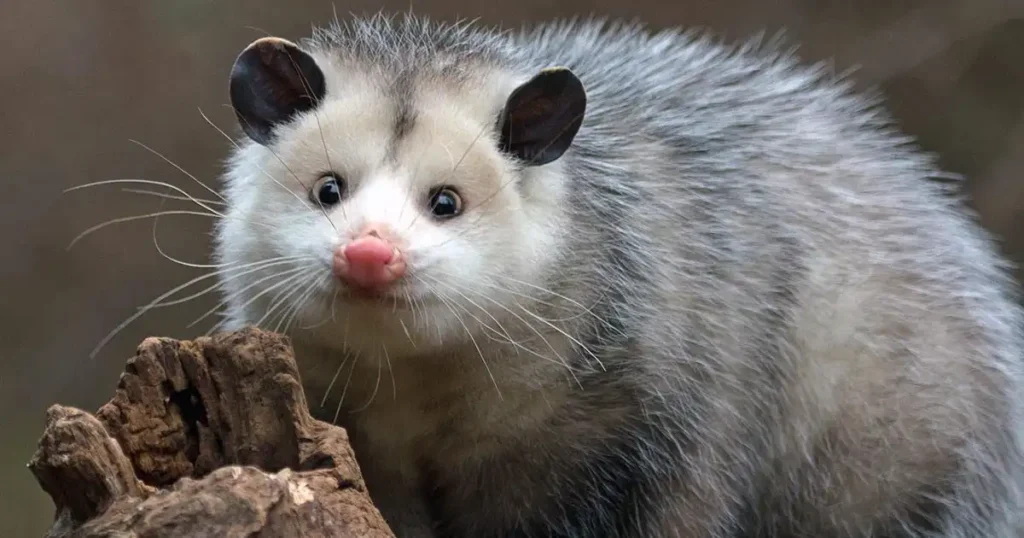 opossum symbolism