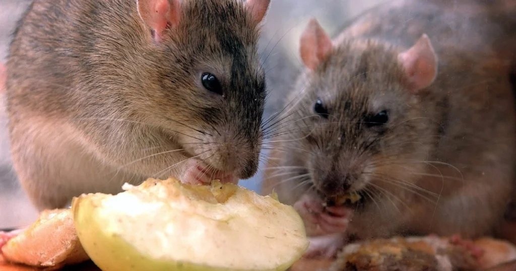 rat bites on food