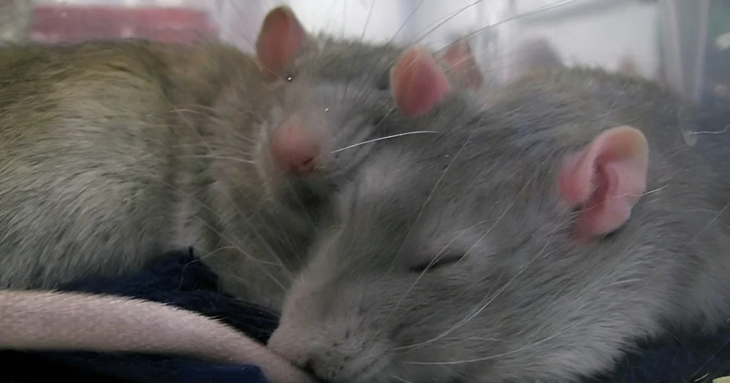 rat sleeping habits