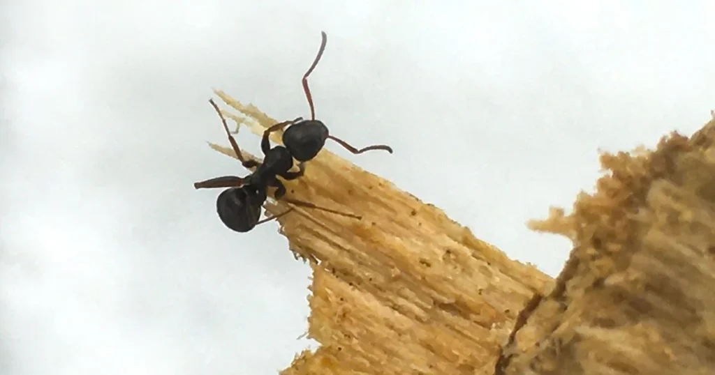 preventing carpenter ant proliferation