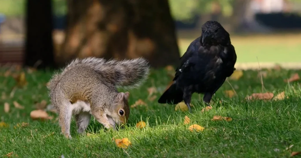 a crow and a squirrel