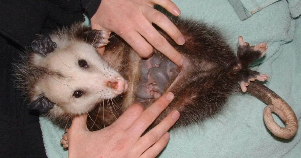 opossum babies pouch