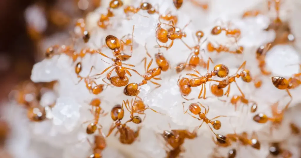 how to get rid of red ants in the house