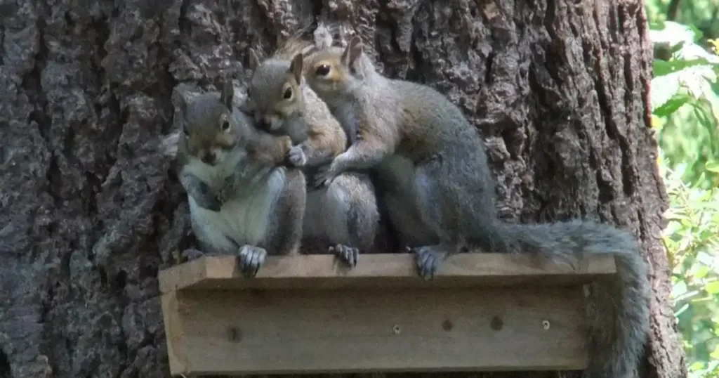 squirrels favorite nut